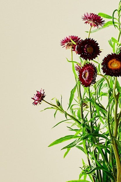 Evighedsblomst 'Purple'