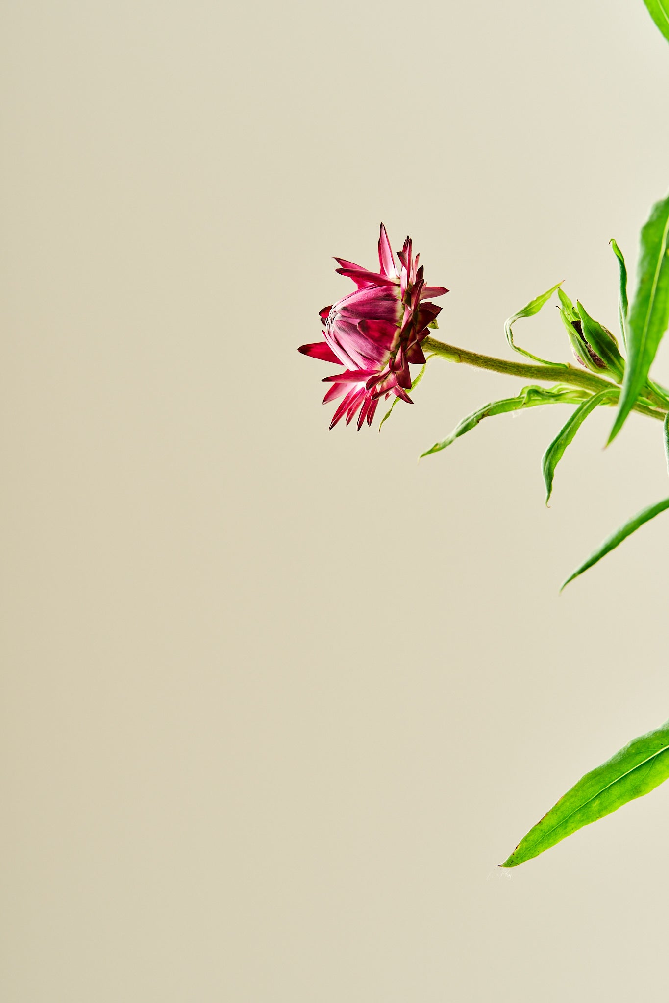 Evighedsblomst 'Purple'