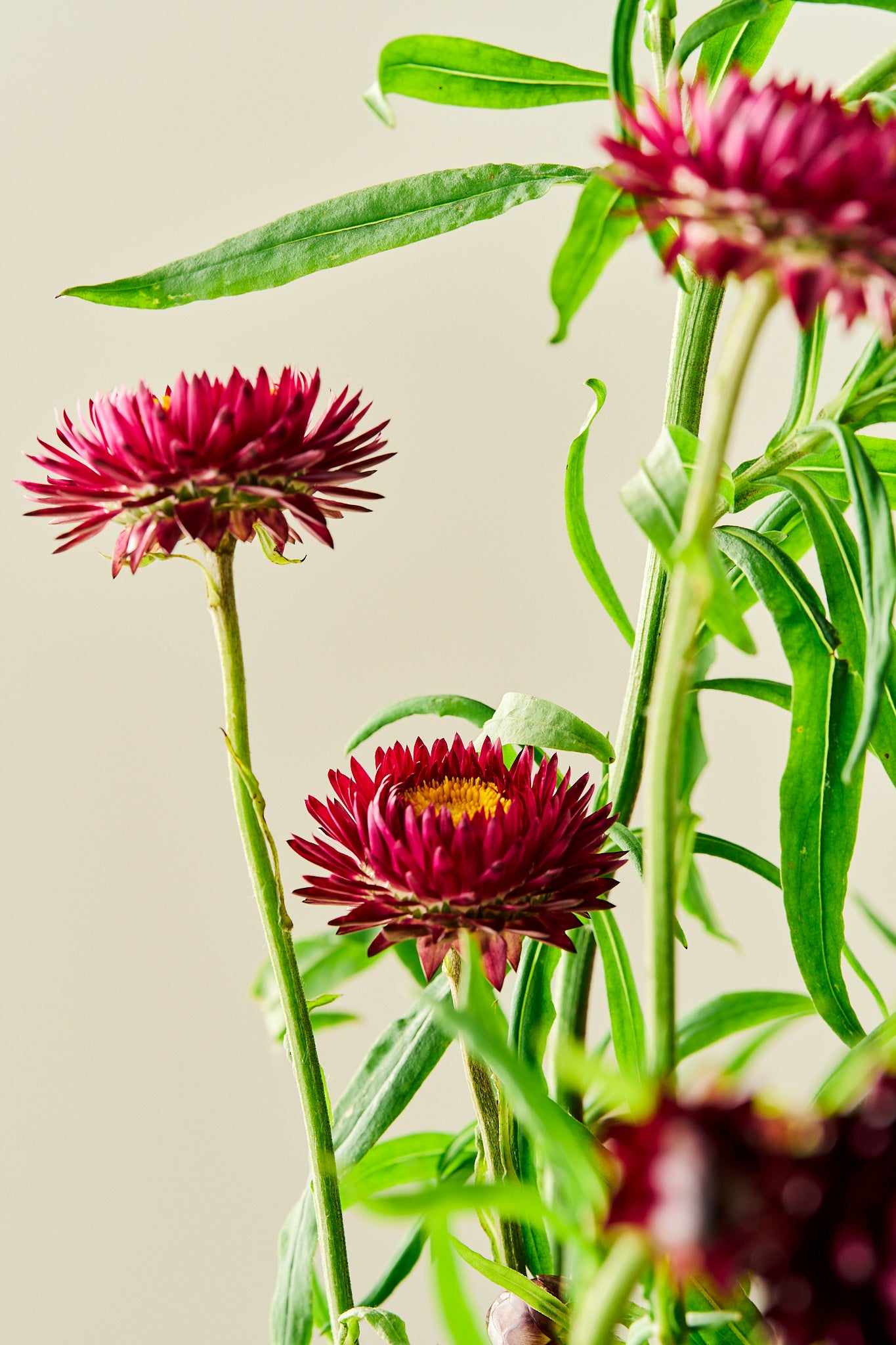 Evighedsblomst 'Purple'