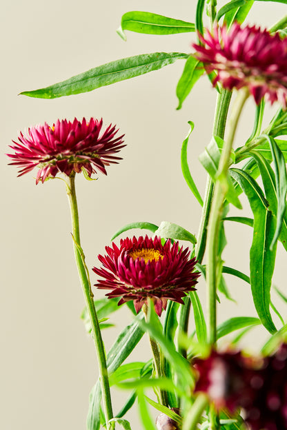 Evighedsblomst 'Purple'