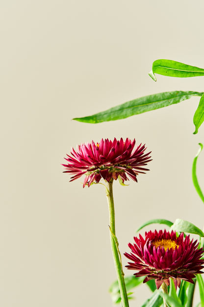 Evighedsblomst 'Purple'