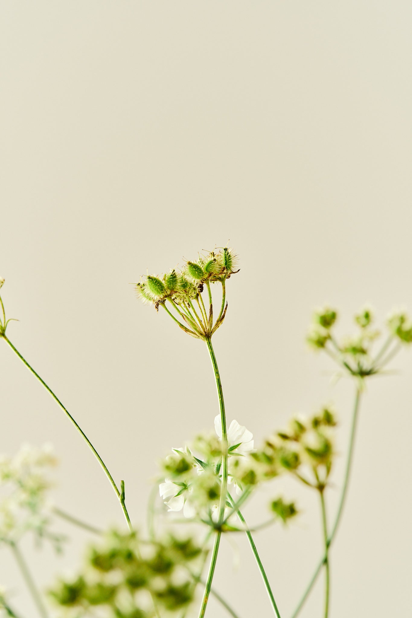 Blomsterkørvel ‘White Lace’