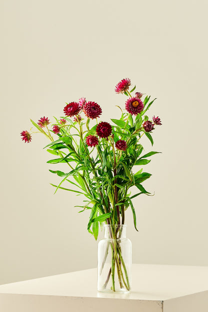 Evighedsblomst ‘Rose’