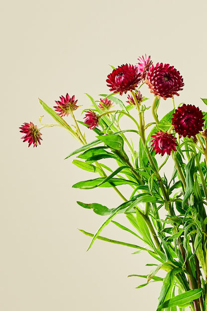 Evighedsblomst ‘Rose’