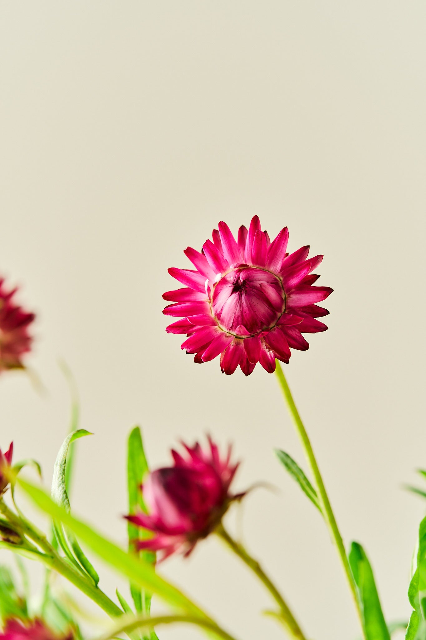 Evighedsblomst ‘Rose’