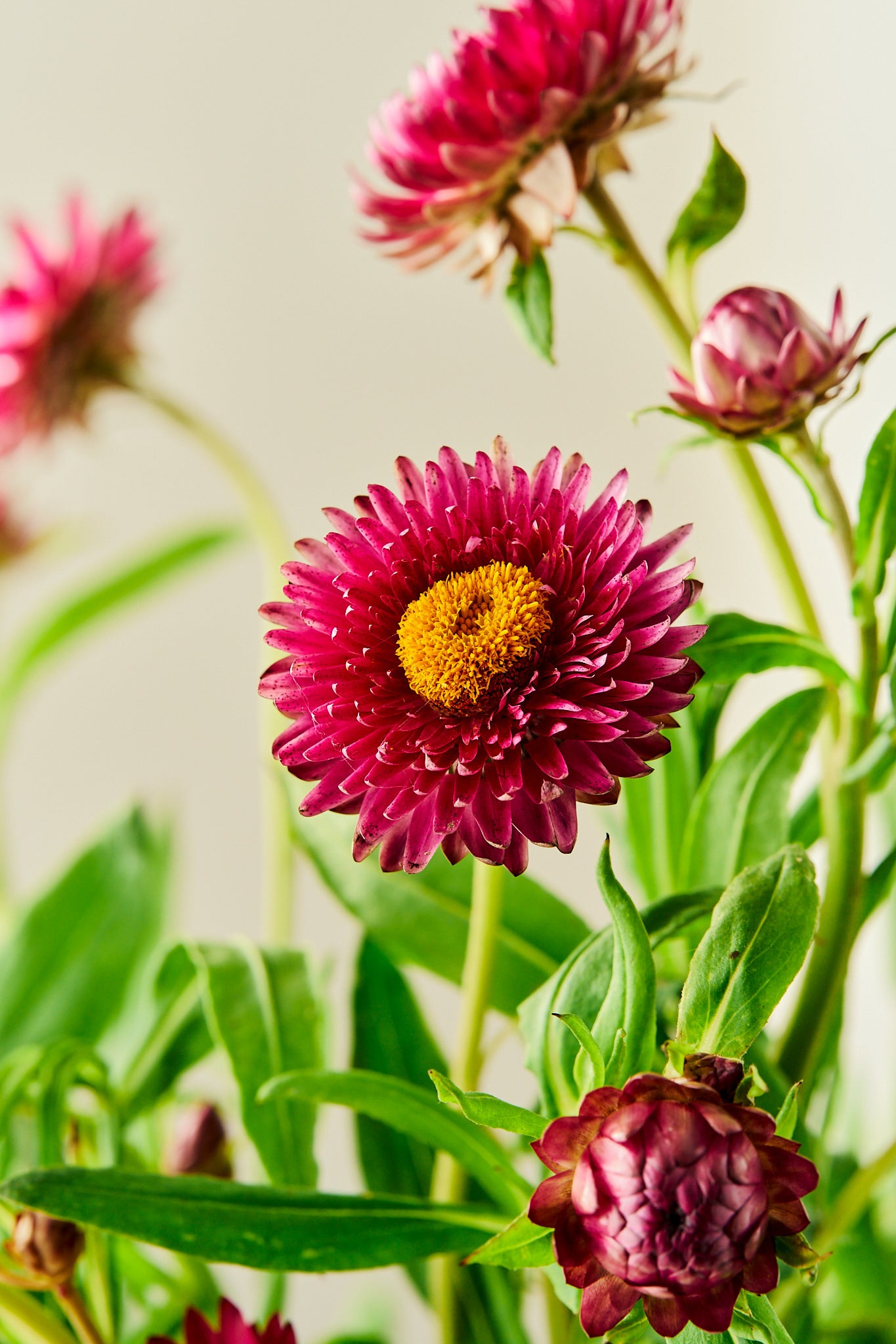 Evighedsblomst ‘Rose’