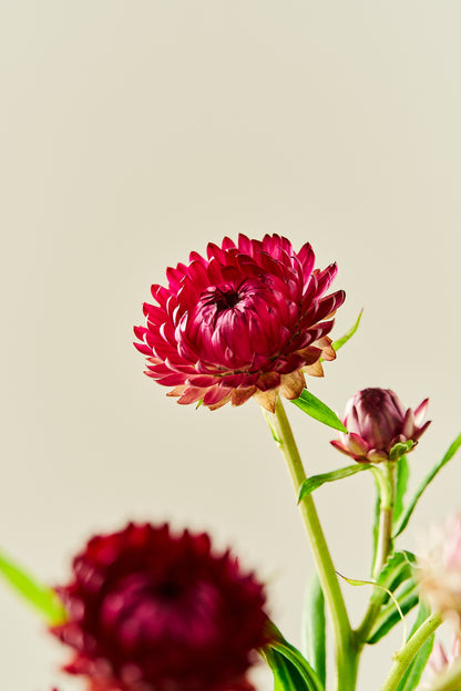 Evighedsblomst ‘Rose’