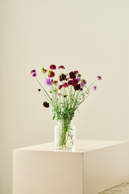 Skabiose 'Summer Fruits Mix'