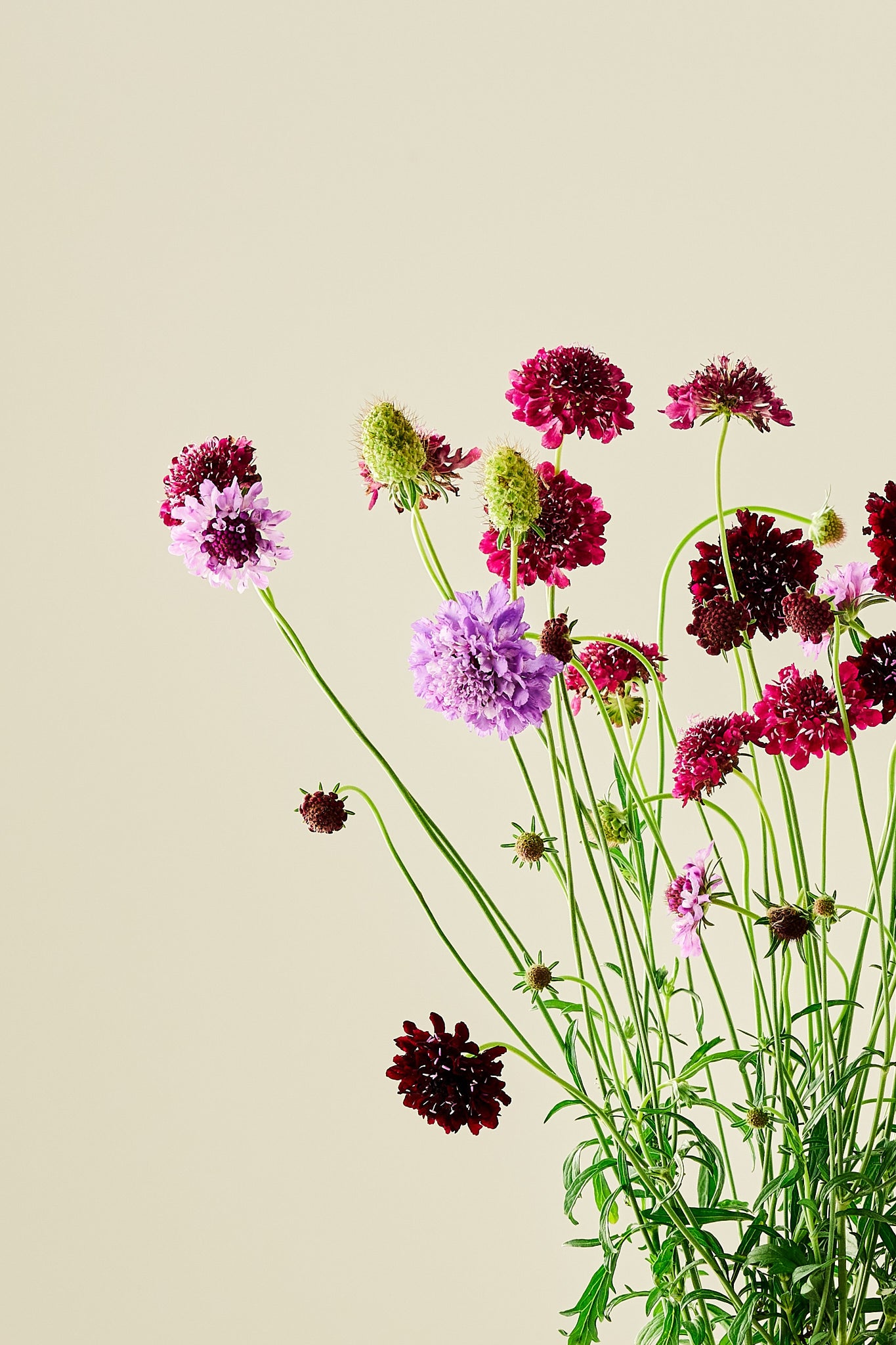 Skabiose 'Summer Fruits Mix'