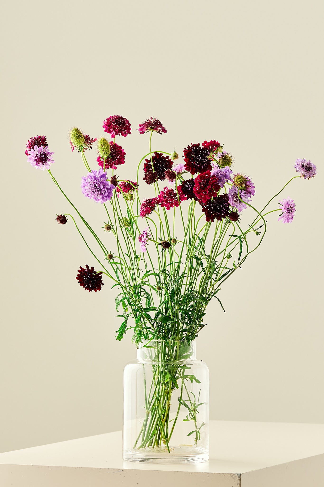 Skabiose 'Summer Fruits Mix'