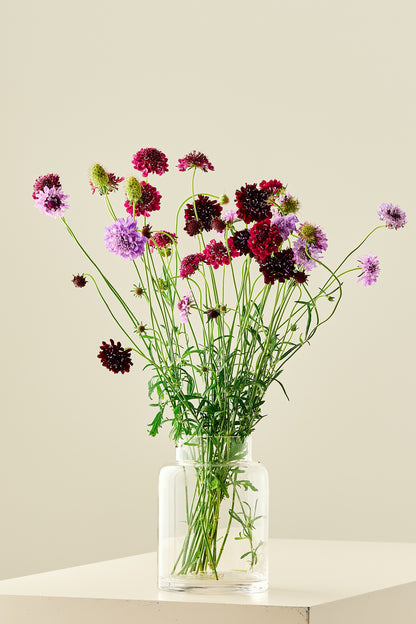 Skabiose 'Summer Fruits Mix'