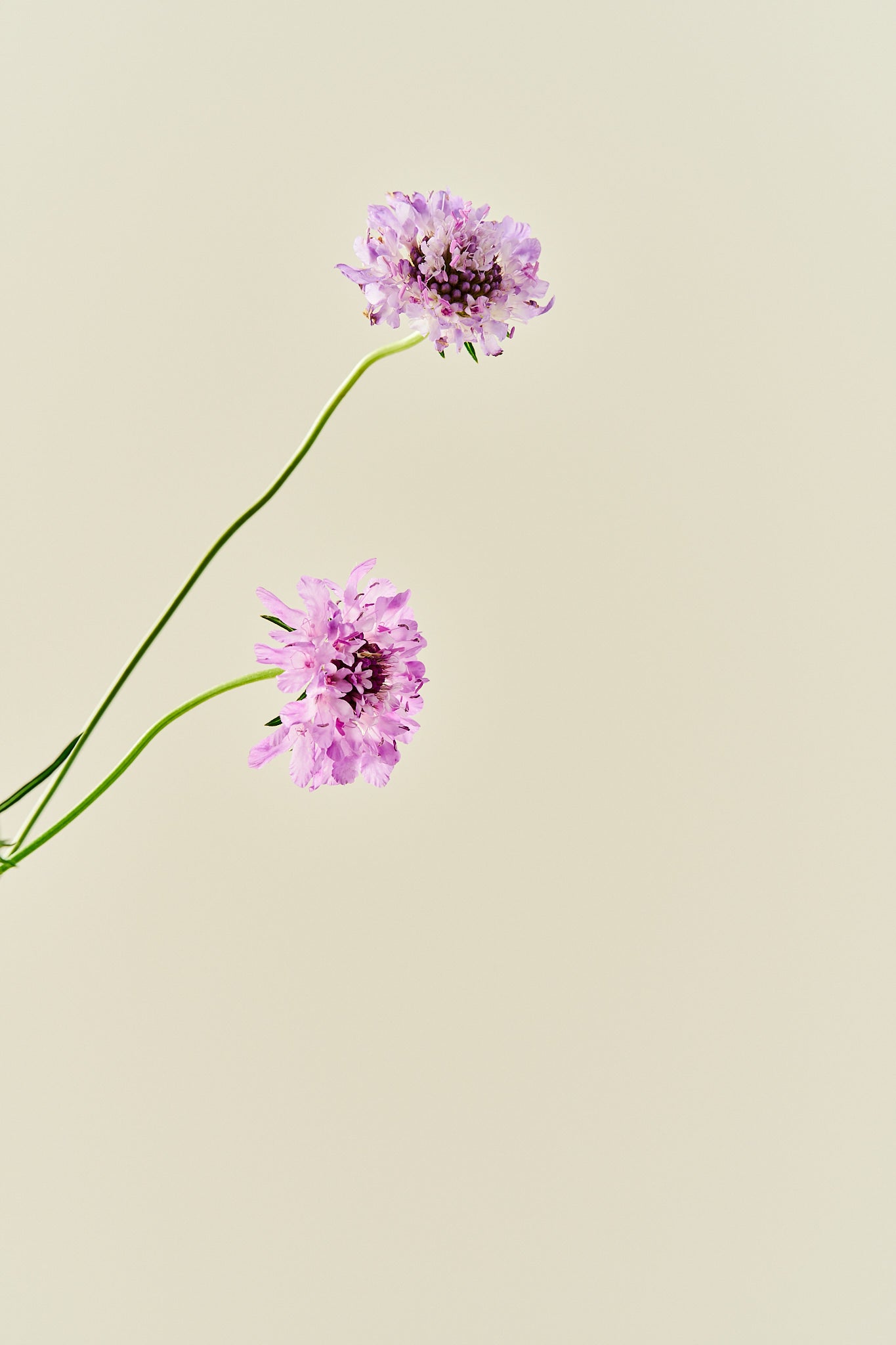 Skabiose 'Summer Fruits Mix'