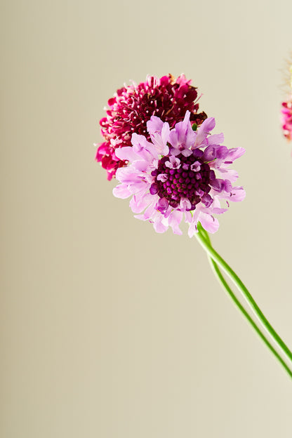 Skabiose 'Summer Fruits Mix'