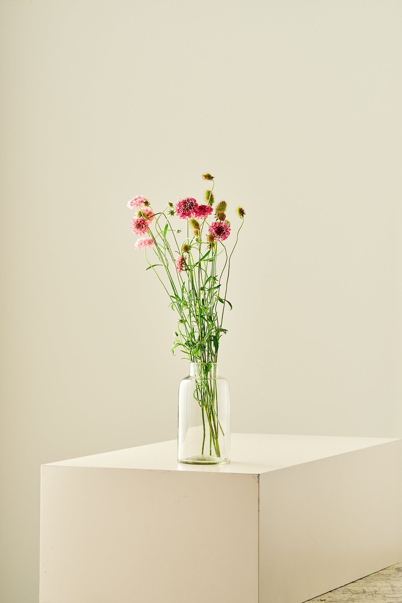 Skabiose ‘Salmon Queen’