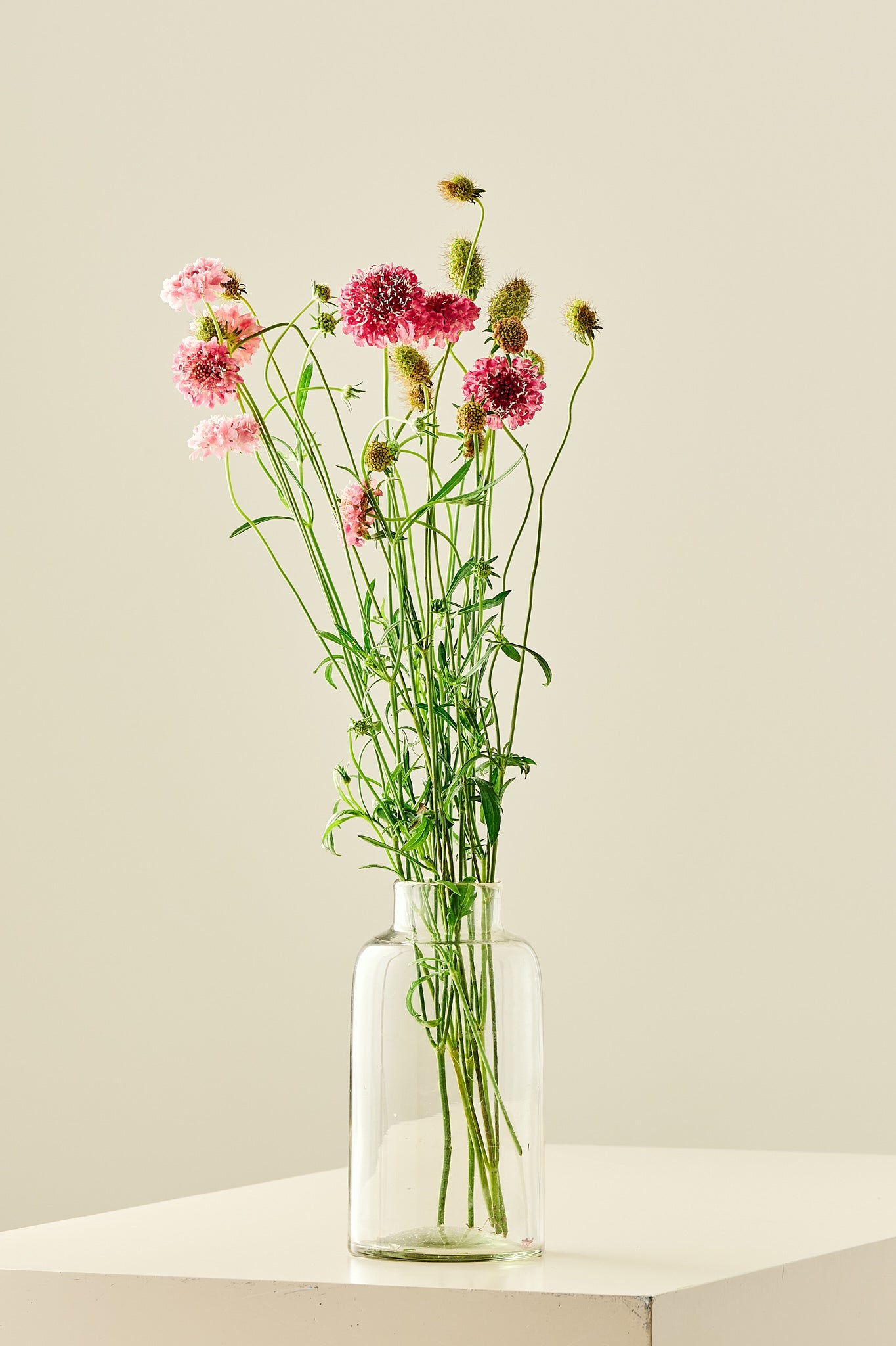 Skabiose ‘Salmon Queen’