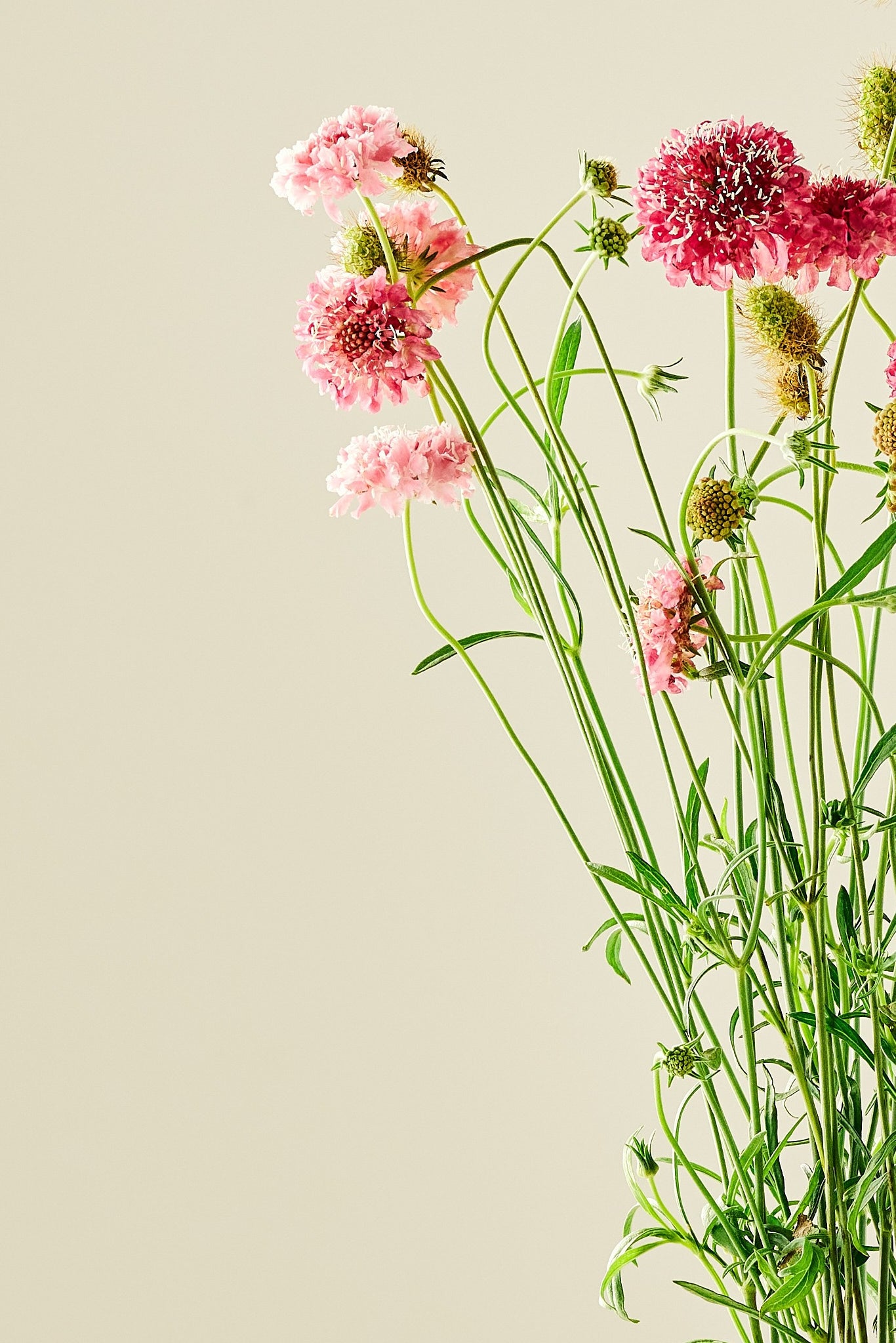 Skabiose ‘Salmon Queen’