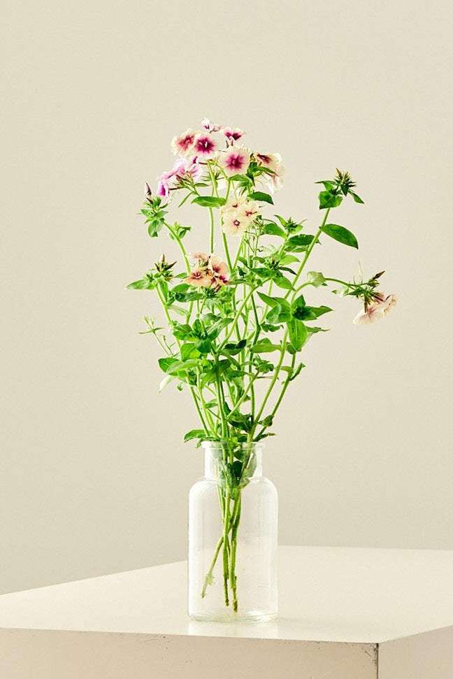 Sommerfloks 'Cherry Caramel' - frø