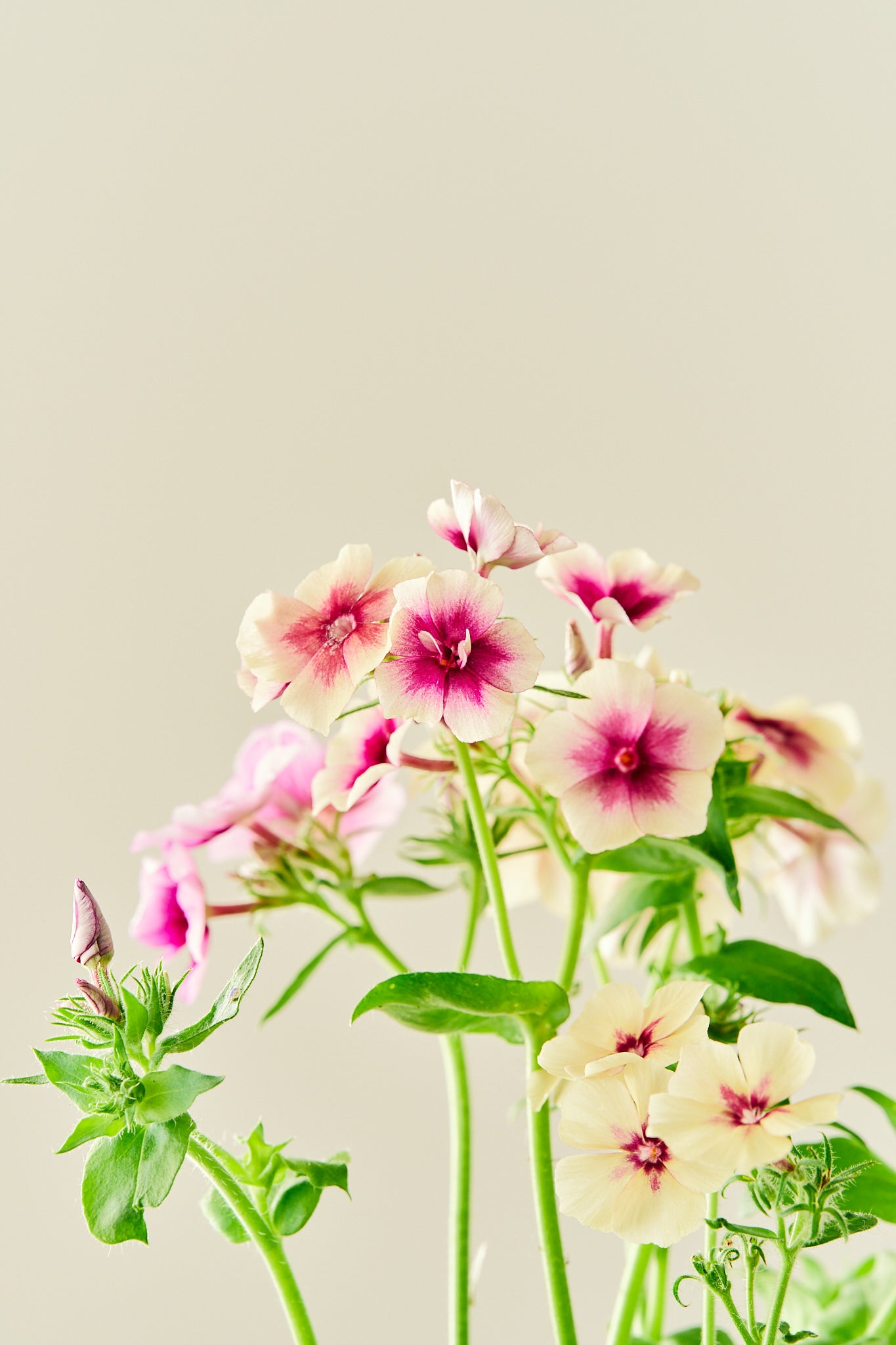 Sommerfloks 'Cherry Caramel' - frø