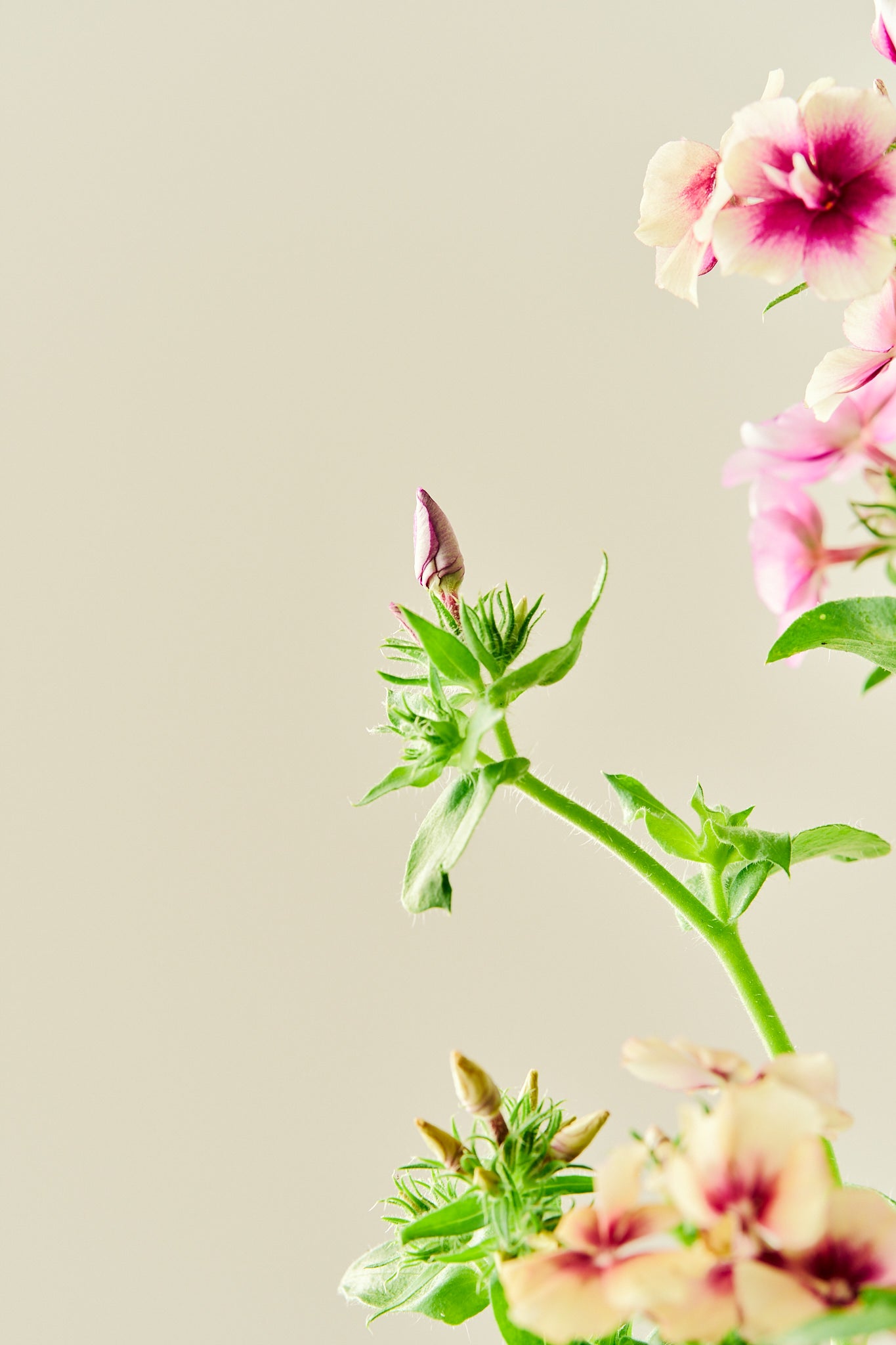 Sommerfloks 'Cherry Caramel' - frø