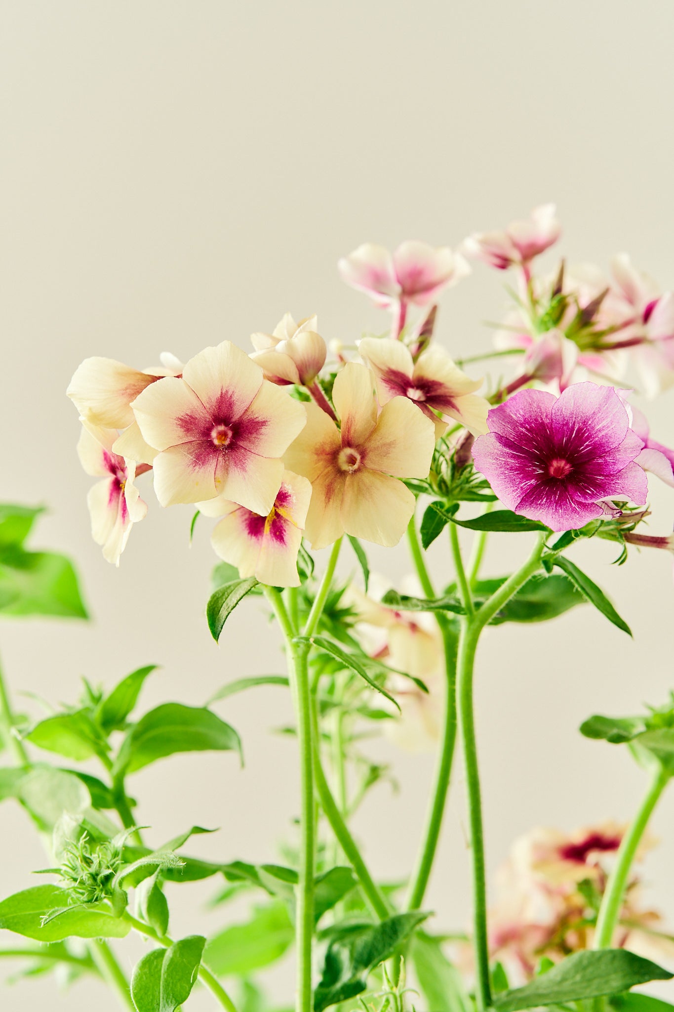 Sommerfloks 'Cherry Caramel' - frø