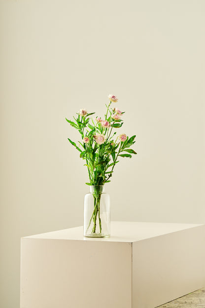 Evighedsblomst ‘Silvery Rose’