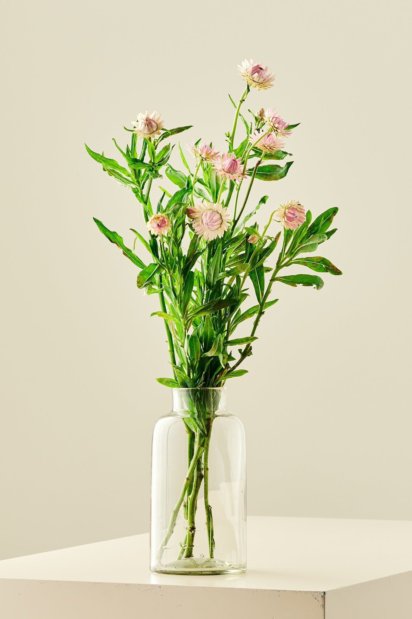 Evighedsblomst ‘Silvery Rose’