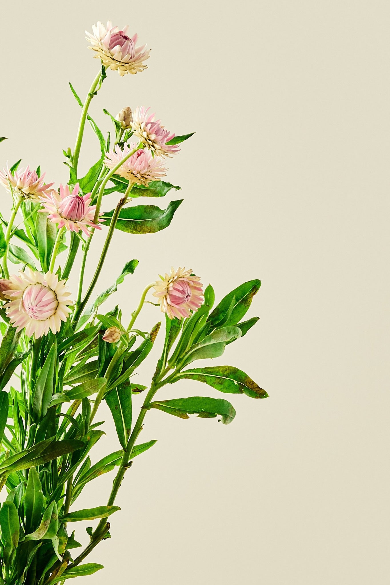 Evighedsblomst ‘Silvery Rose’