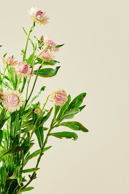 Evighedsblomst ‘Silvery Rose’