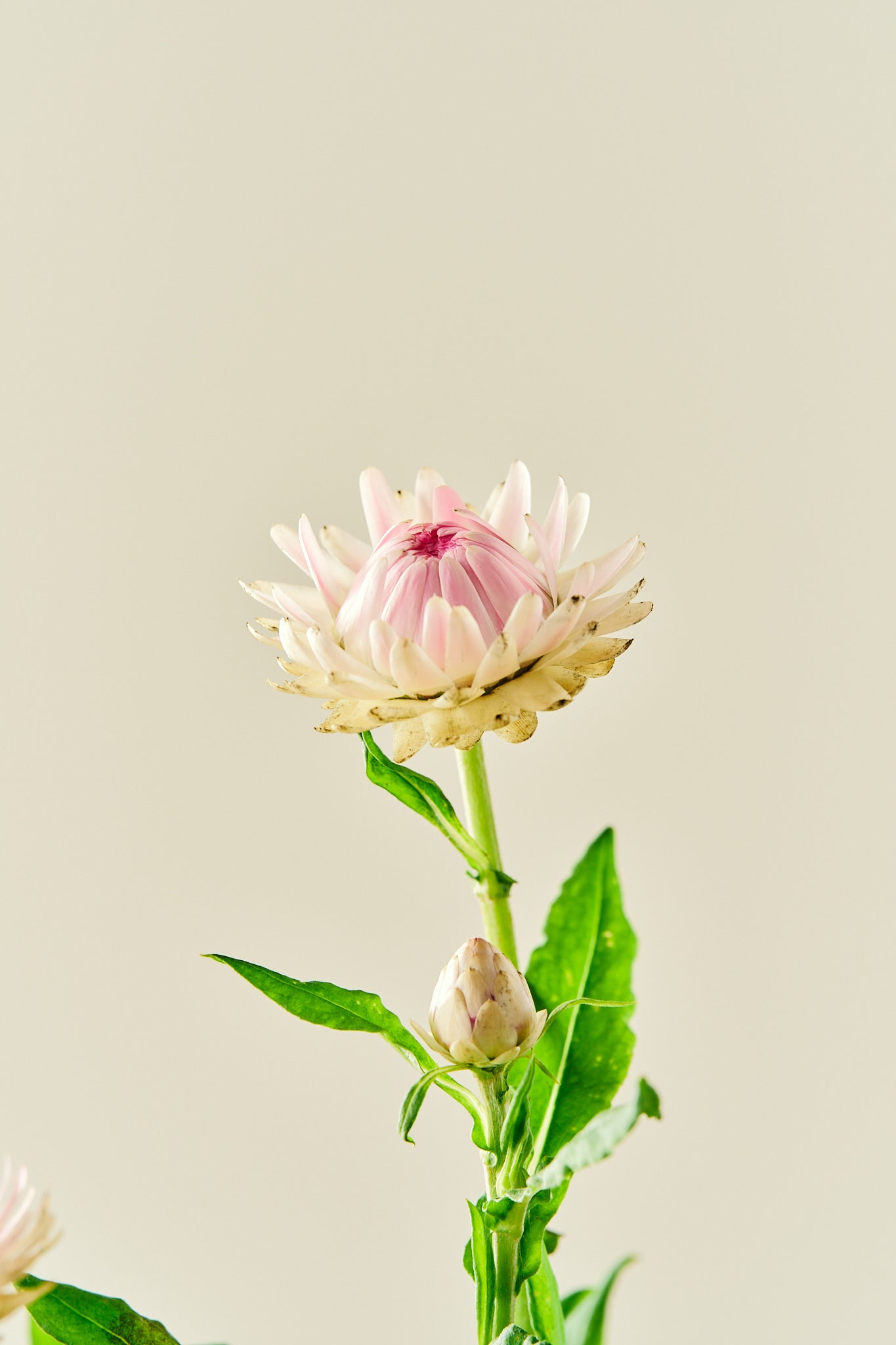 Evighedsblomst ‘Silvery Rose’