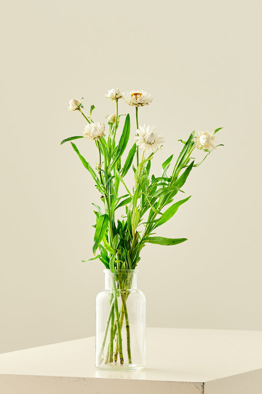 Evighedsblomst ‘Silvery White’