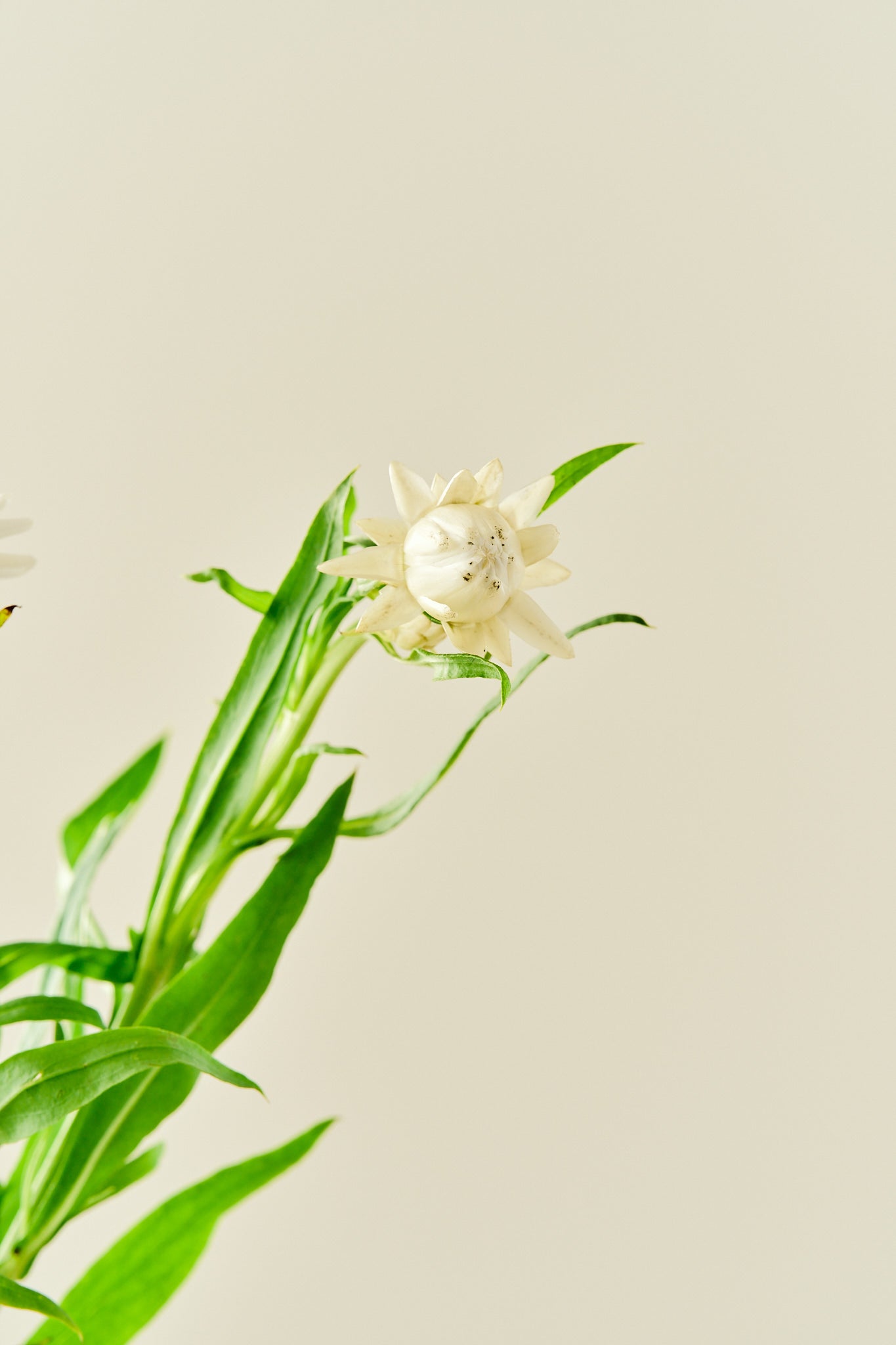 Evighedsblomst ‘Silvery White’