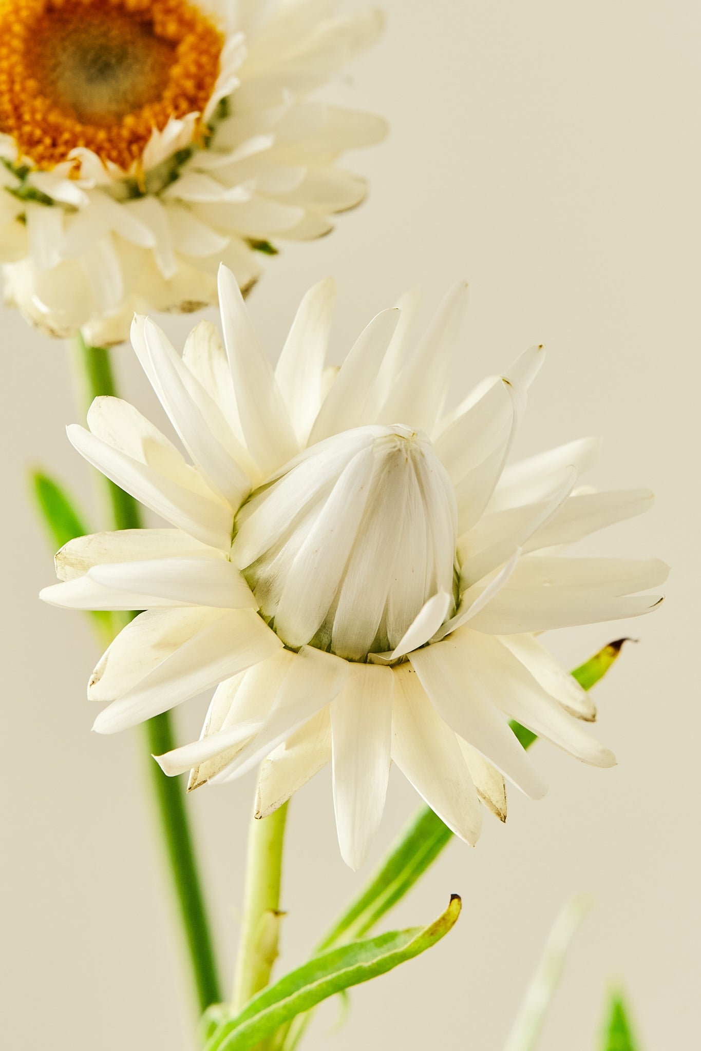 Evighedsblomst ‘Silvery White’