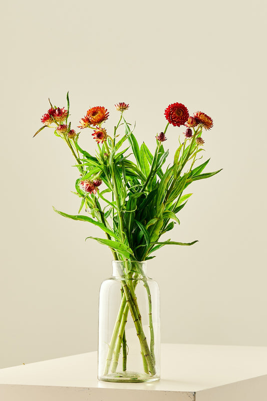 Evighedsblomst 'Copper Salmon Rose'