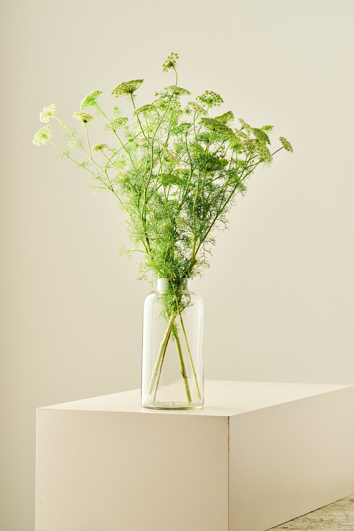 Tandstikkerurt 'Casablanca'