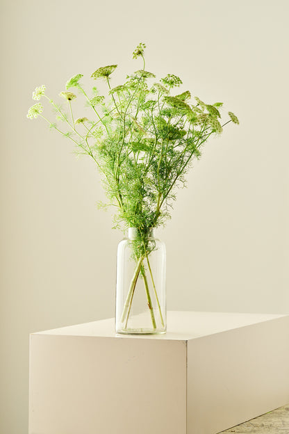 Tandstikkerurt 'Casablanca'