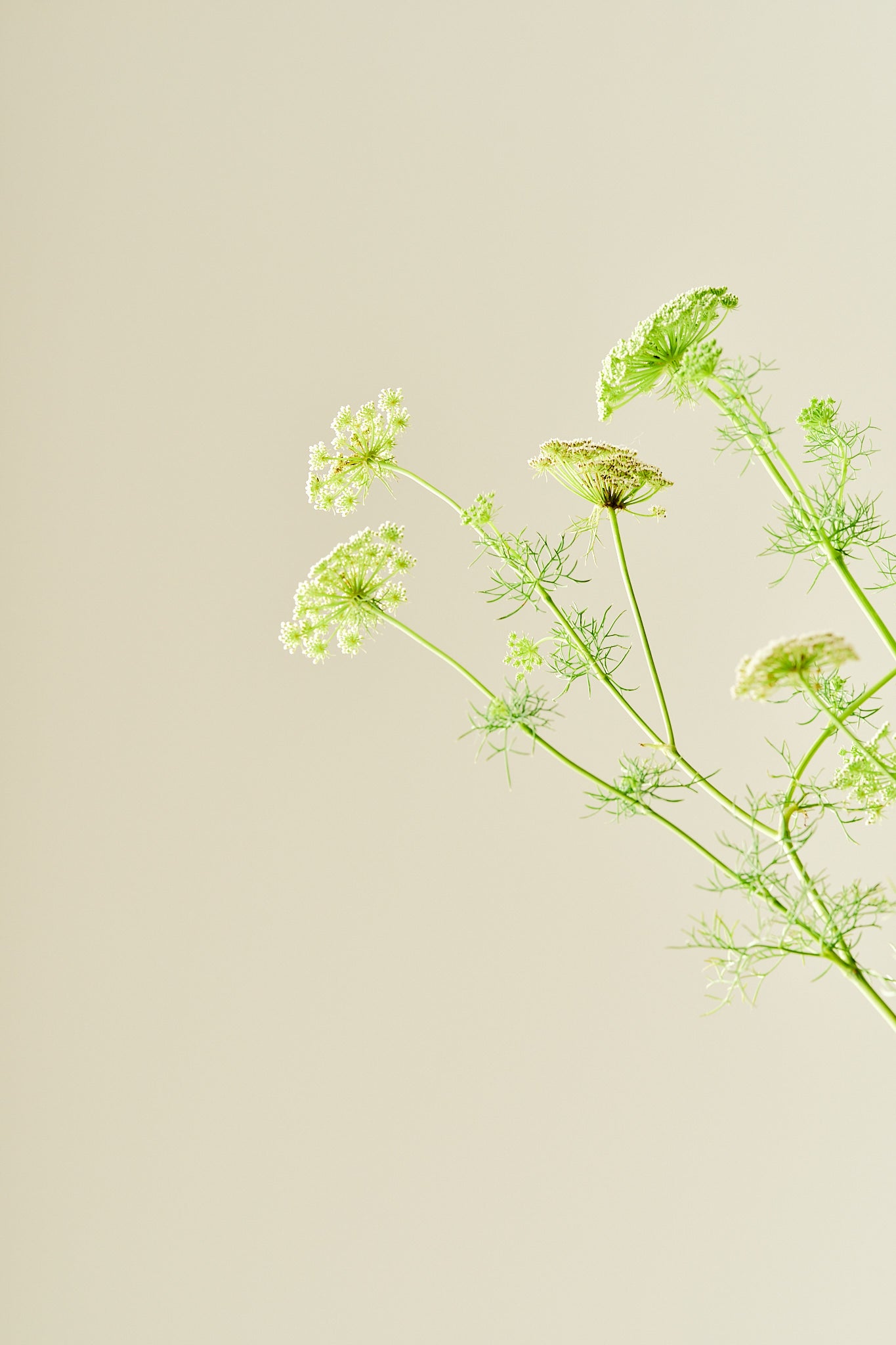 Tandstikkerurt 'Casablanca'