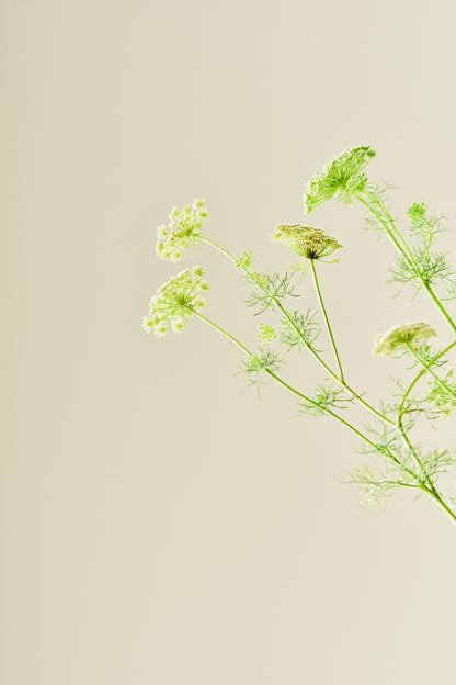 Tandstikkerurt 'Casablanca'