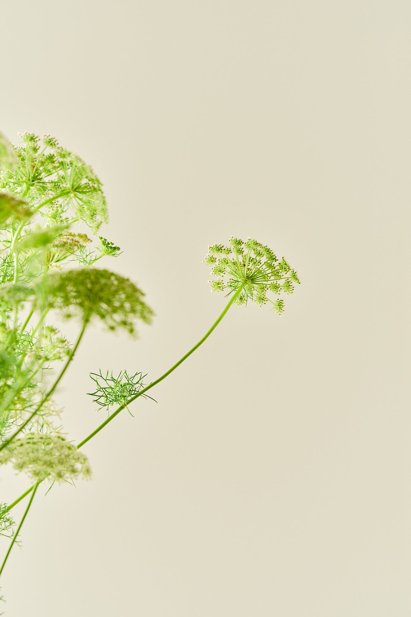 Tandstikkerurt 'Casablanca'