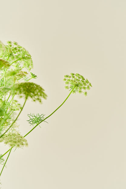 Tandstikkerurt 'Casablanca'