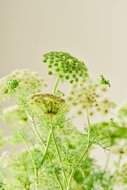 Tandstikkerurt 'Casablanca'