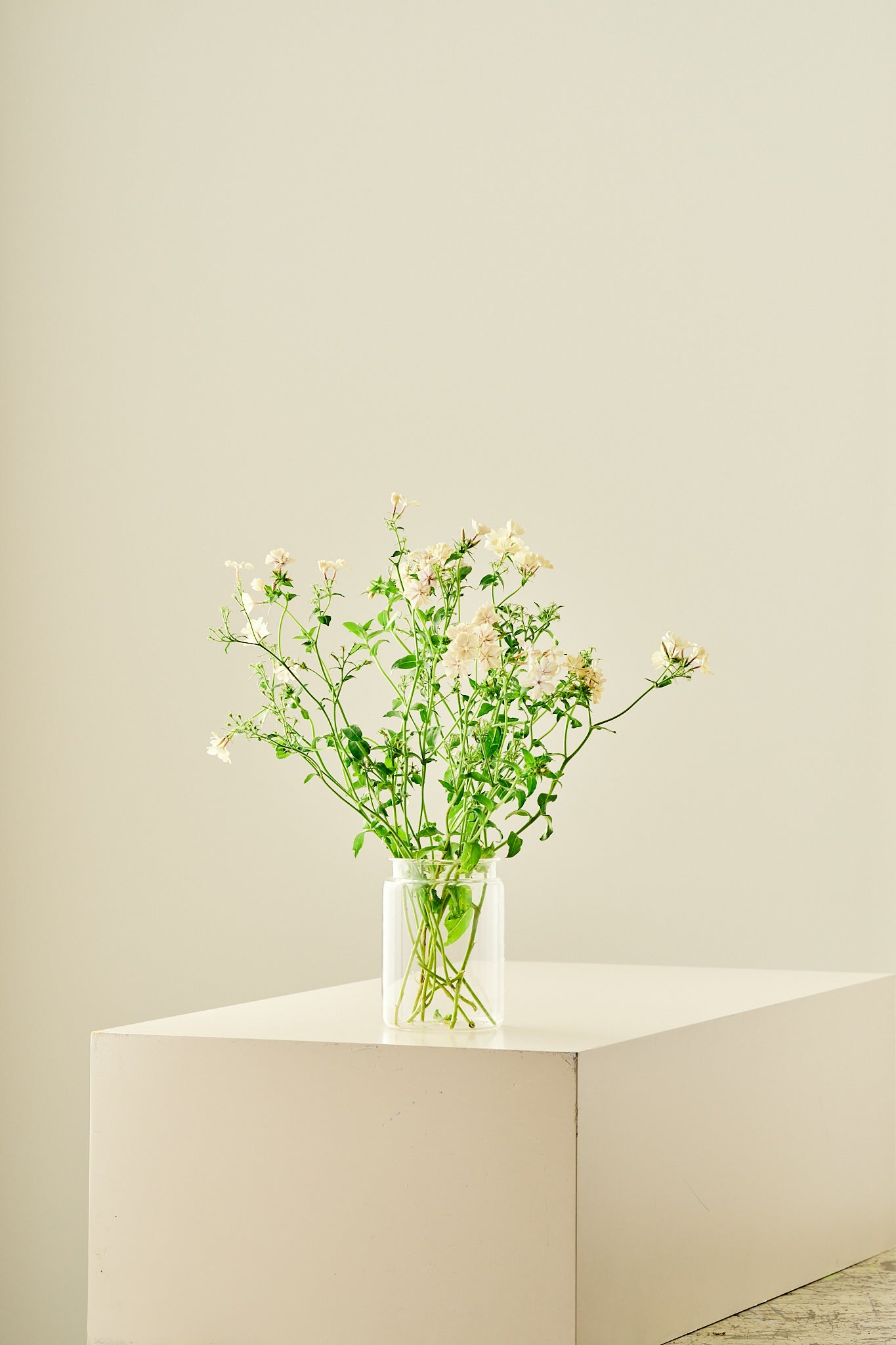 Sommerfloks ‘Creme Brulee’