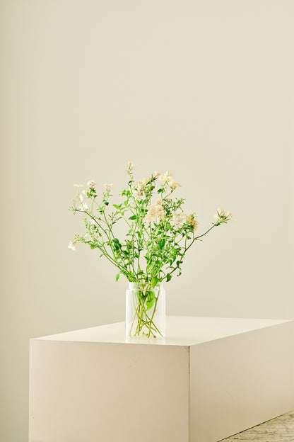 Sommerfloks ‘Creme Brulee’