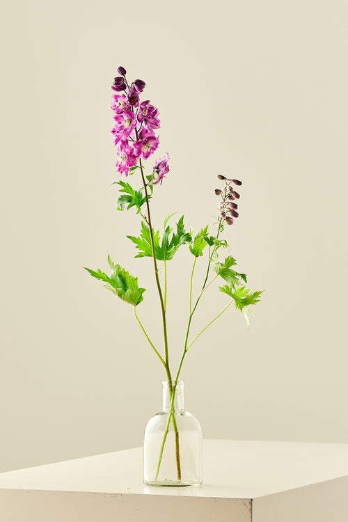 Ridderspore 'Magic Fountains Cherry Blossom'