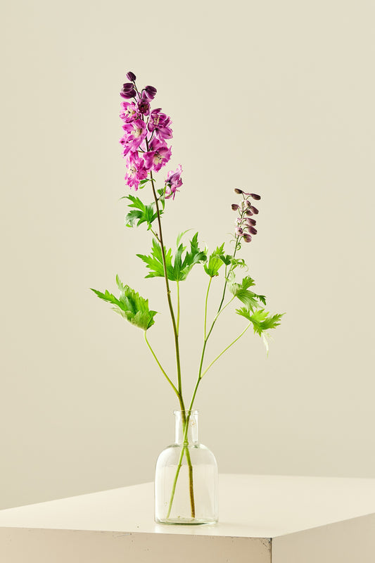 Ridderspore 'Magic Fountains Cherry Blossom'