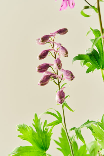 Ridderspore 'Magic Fountains Cherry Blossom'