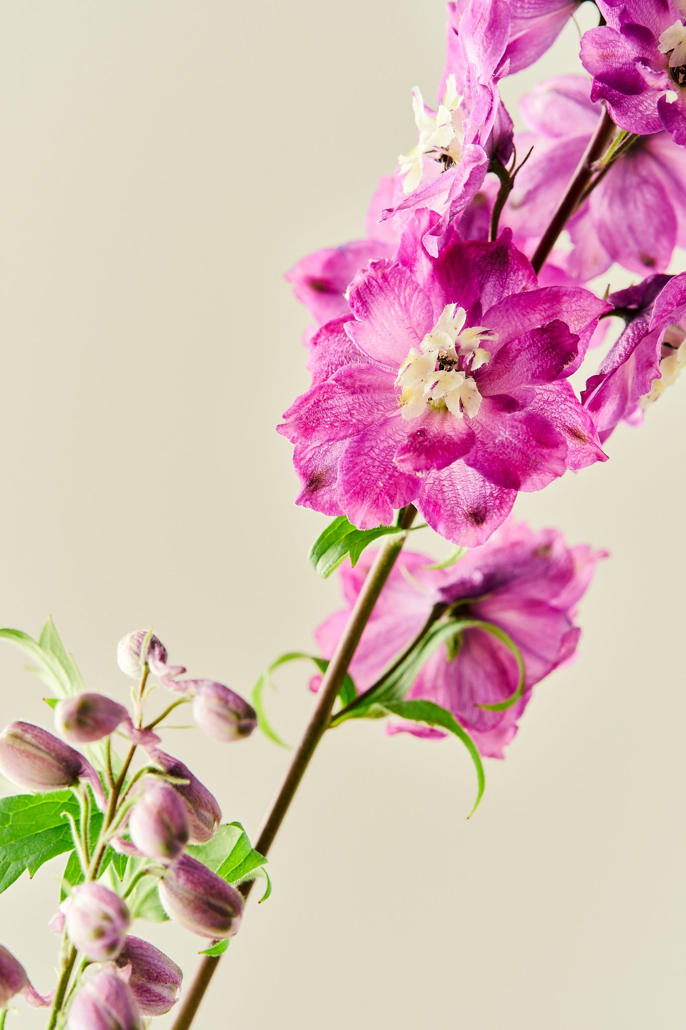 Ridderspore 'Magic Fountains Cherry Blossom'