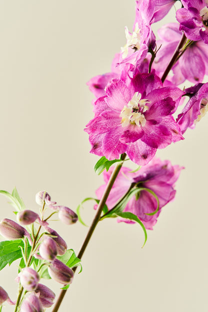 Ridderspore 'Magic Fountains Cherry Blossom'