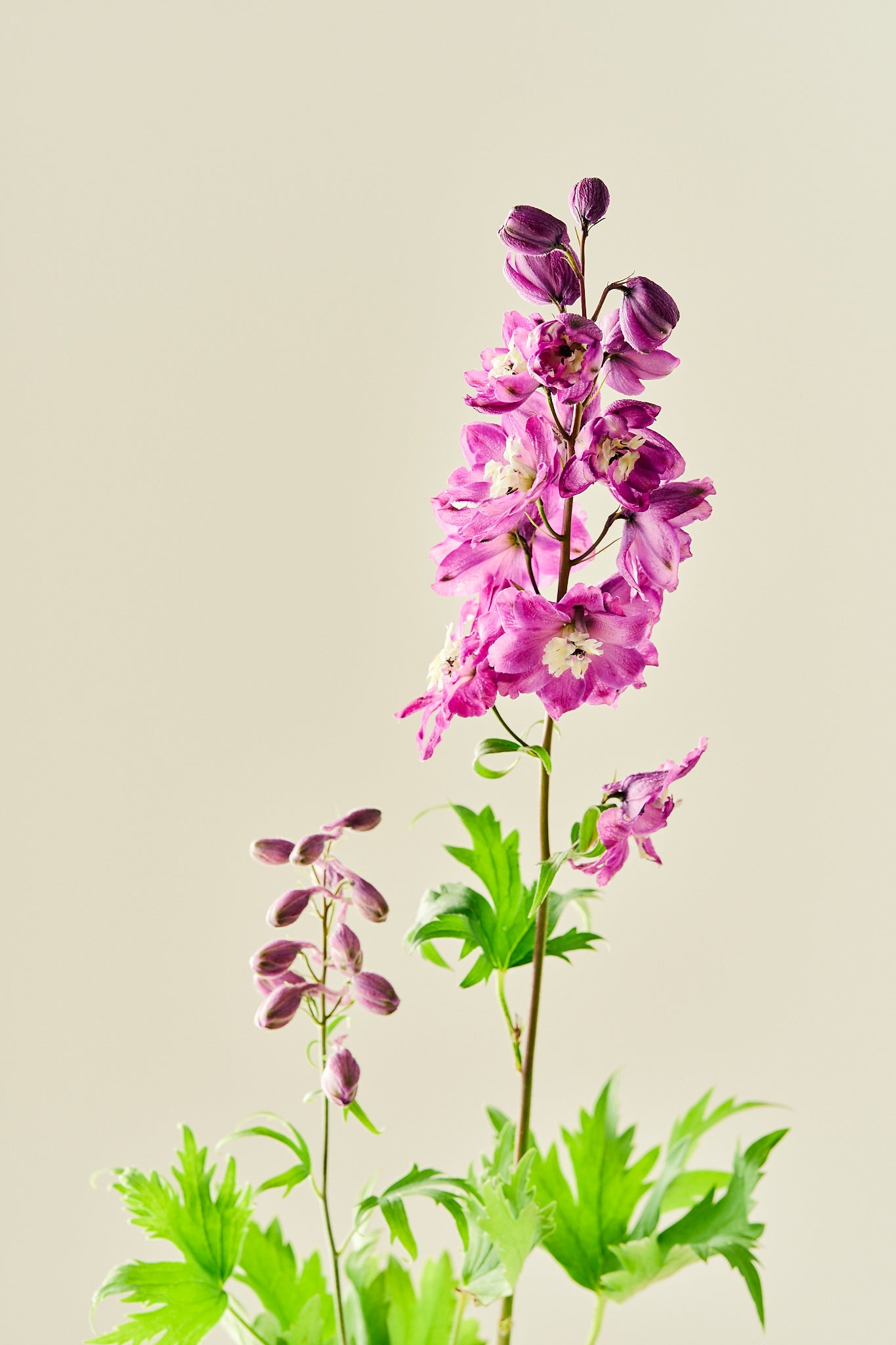 Ridderspore 'Magic Fountains Cherry Blossom'