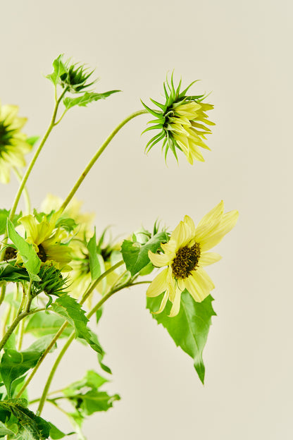 Solsikke ‘Italien Green Heart’