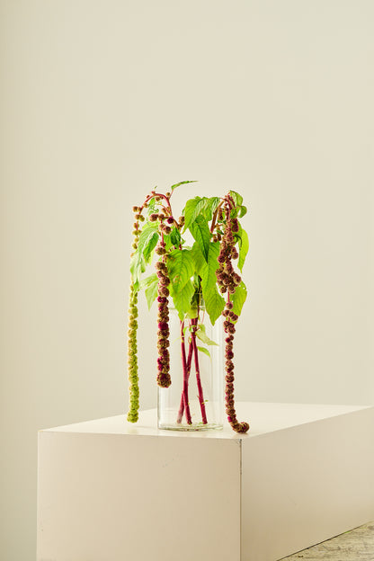 Amarant/Rævehale 'Mira'